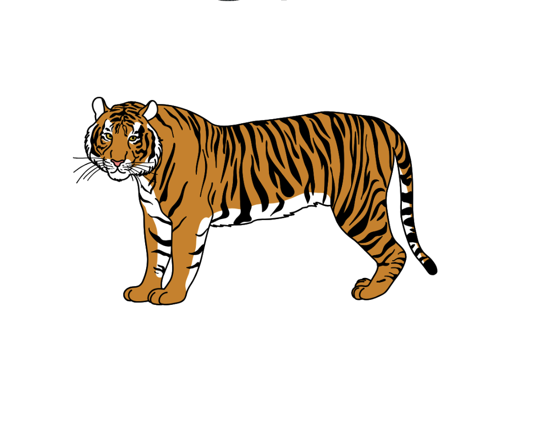 Tijger